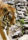 Bengal royal tiger head closeup Royalty Free Stock Photo