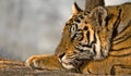 Bengal royal Tiger resting Royalty Free Stock Photo