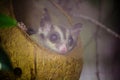 Bengal slow loris sneak in the hole