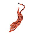 Bengal striped tiger walking, crawling. Wild feline animal crouching, hunting, top view. African carnivore prowling