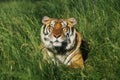 Bengal Tiger Royalty Free Stock Photo