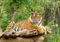 Bengal tiger Royalty Free Stock Photo