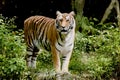 Bengal tiger Royalty Free Stock Photo