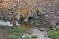 Bengal Tiger Royalty Free Stock Photo