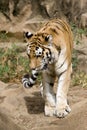 Bengal tiger Royalty Free Stock Photo