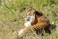 Bengal Tiger Royalty Free Stock Photo
