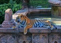 Bengal Tiger at Animal Kingdom Royalty Free Stock Photo