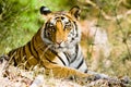 Bengal tiger in Bandhavgargh Park, India Royalty Free Stock Photo