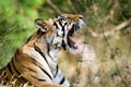 Bengal tiger in Bandhavgargh Park, India Royalty Free Stock Photo