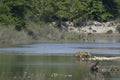 Bengal tiger in Bardia, Nepal