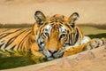 Bengal Tiger Portrait Royalty Free Stock Photo