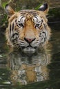 A bengal tiger is in the bath.