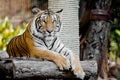 Bengal Tiger Royalty Free Stock Photo