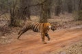 Bengal tiger bounds across track in forest