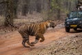 Bengal tiger bounds across track near jeep