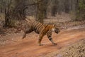 Bengal tiger bounds across track in woods