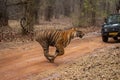 Bengal tiger bounds past jeep on track