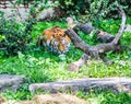 Bengal tiger at Buffalo Zoo Royalty Free Stock Photo