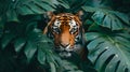 A Bengal tiger camouflaged in tree leaves, waiting to pounce on its prey Royalty Free Stock Photo