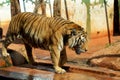 Bengal tiger in captivity. It ranks among the biggest wild cats alive today Royalty Free Stock Photo