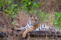 Bengal Tiger clicked during a wildlife jungle safari in India