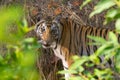 Bengal Tiger clicked during a wildlife jungle safari in India