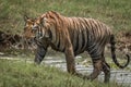 Bengal tiger climbing riverbank right-to-left in sunshine