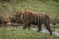 Bengal tiger climbs riverbank right-to-left in sunshine