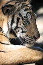 Bengal Tiger Royalty Free Stock Photo