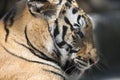 Bengal Tiger Royalty Free Stock Photo