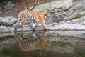 Bengal tiger near forest stream Indian wildlife Royalty Free Stock Photo