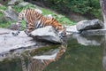 Bengal tiger near forest stream Indian wildlife Royalty Free Stock Photo