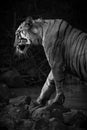 Bengal tiger exits water hole in mono