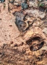 Bengal Tiger Footprints in sand at Ranthambhore National Park, Rajasthan, India Royalty Free Stock Photo