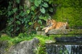 Bengal Tiger in forest