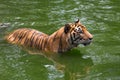 Bengal Tiger in forest Royalty Free Stock Photo