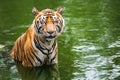 Bengal Tiger in forest Royalty Free Stock Photo