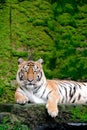 Bengal Tiger in forest show head Royalty Free Stock Photo