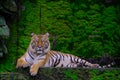 Bengal Tiger in forest show head Royalty Free Stock Photo