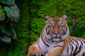 Bengal Tiger in forest show head Royalty Free Stock Photo