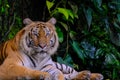 Bengal Tiger in forest show head Royalty Free Stock Photo