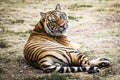 Bengal Tiger in forest show head and leg Royalty Free Stock Photo