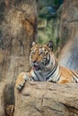 Bengal Tiger in forest show head Royalty Free Stock Photo