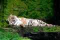 Bengal Tiger in forest show head Royalty Free Stock Photo