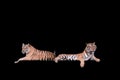 Bengal Tiger in forest show head and leg isolated on black Royalty Free Stock Photo