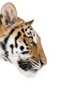 Bengal tiger in front of a white background Royalty Free Stock Photo