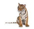 Bengal tiger in front of a white background Royalty Free Stock Photo