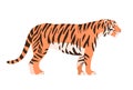 Bengal tiger in front of a white background Royalty Free Stock Photo