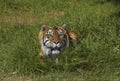 Bengal tiger in the grass 2 Royalty Free Stock Photo