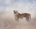 Bengal Tiger in the Grassland